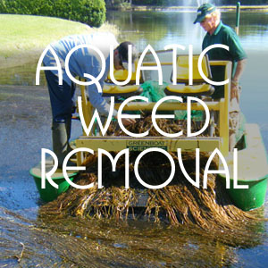 Aquatic Weed Control in Wellington FL