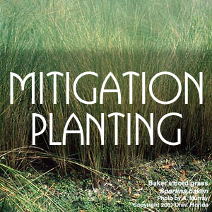 Mitigation planting for Lakes and wetlands