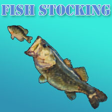 Lake Management fish stocking services for Florida Lakes and Ponds