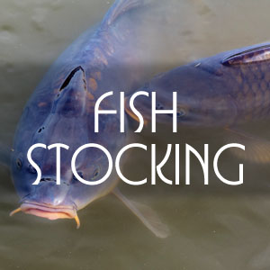 Fish stocking for Lakes and ponds