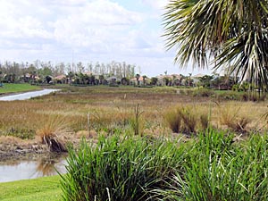 Gulf Coast aquatic weed control, lake weed control, pond weed killer, pond weeds, lake weeds, aquatic weeds, pond weeds, aeration system, pond fountain